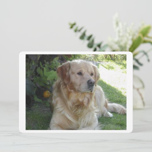 Goldenretriever laying 2.png (Standing Front)