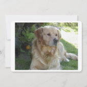 Goldenretriever laying 2.png (Front)