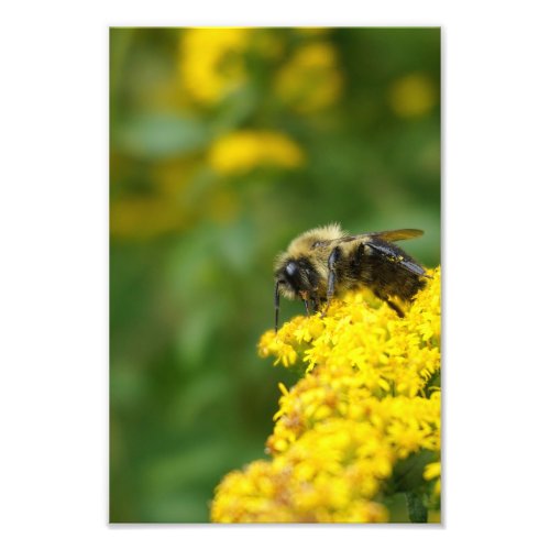 Goldenrod and Bumble Bee Photo Print