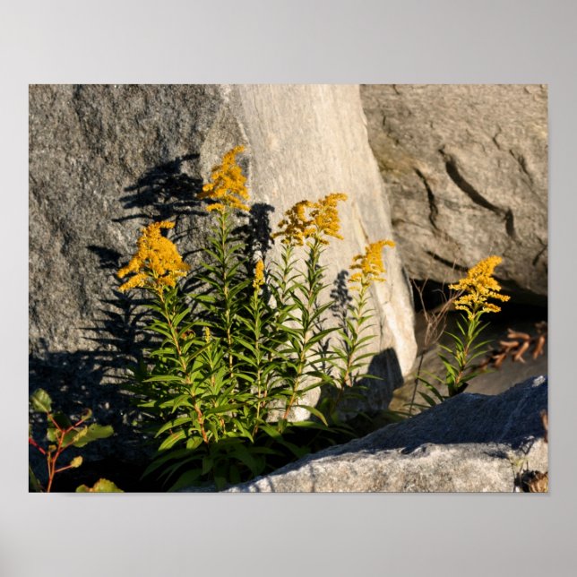 Goldenrod Flowers And Shadows Nature Poster (Front)