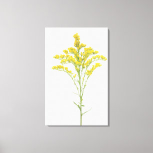 Goldenrod flowers (Solidago juncea), North America Canvas Print