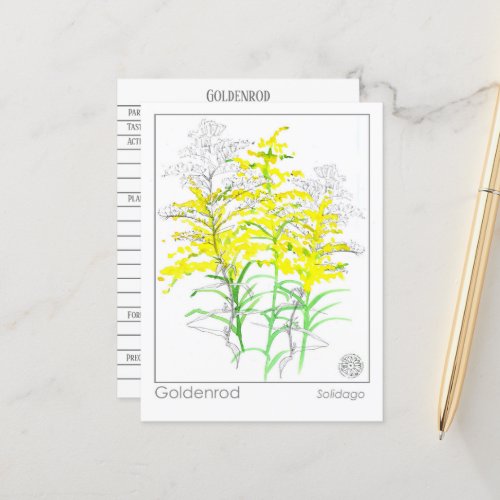 Goldenrod Materia Medica Monograph Herbal Study  Postcard