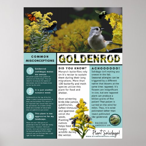 Goldenrod Misconceptions and Facts Blue Theme Poster