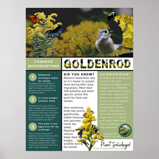 Goldenrod Misconceptions and Facts Poster (Front)
