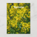 Goldenrod Postcard