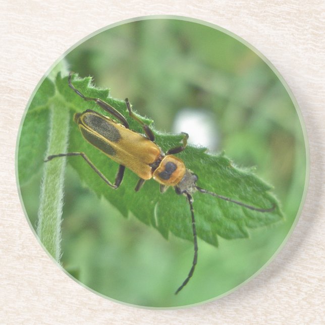 Goldenrod Soldier Beetle Coaster (Front)