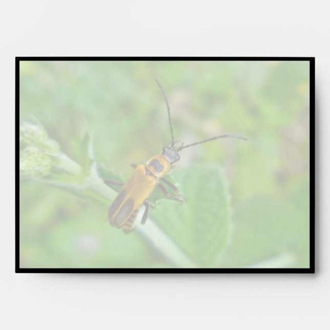 Goldenrod Soldier Beetle Envelope (Front)