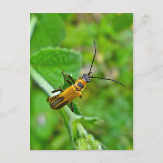 Goldenrod Soldier Beetle Postcard (Front)