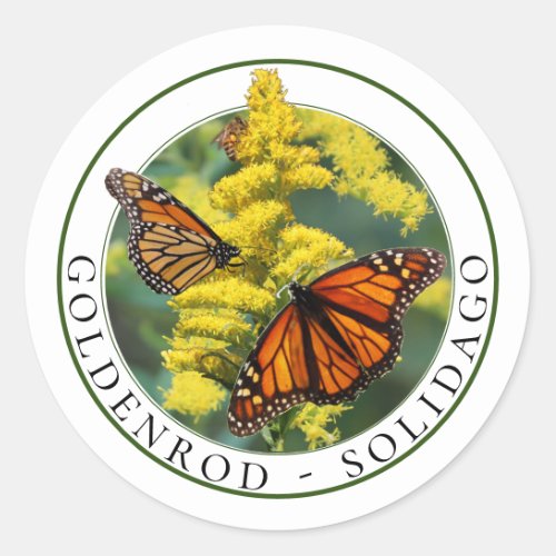 Goldenrod Solidago and Monarch Butterflies Classic Round Sticker