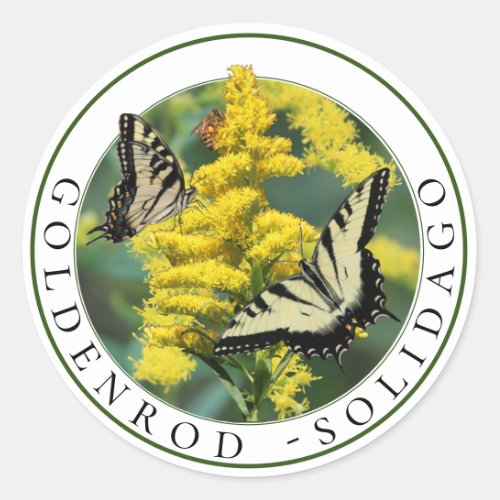 Goldenrod Solidago and Tiger Swallowtail Butterfly Classic Round Sticker