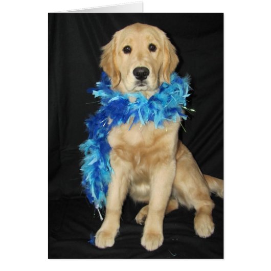 Goldens Feathers Galore (Front)