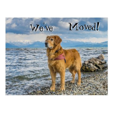Golderen triever at the beach We've Moved Postcard Golderen triever at the beach We've Moved Postcard