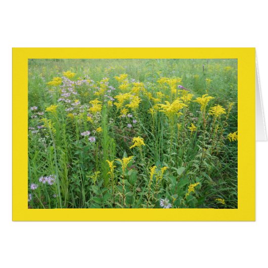 Goldernrod in a Wisconsin Prairie Garden (Front Horizontal)