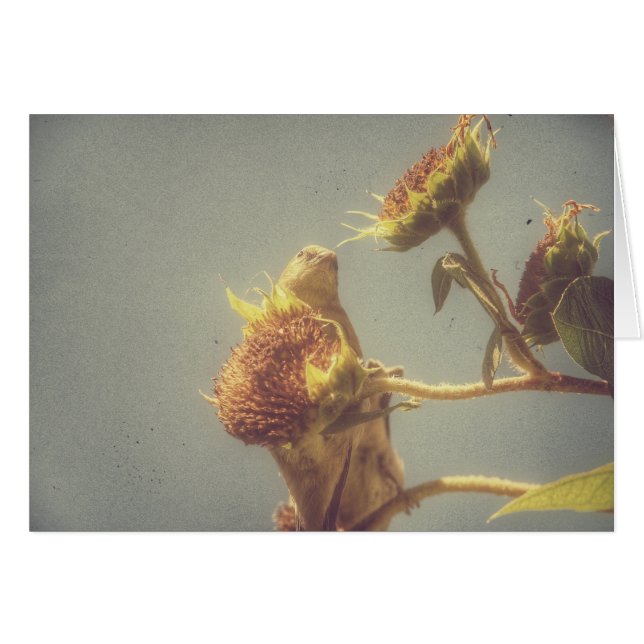 Goldfinch (Front Horizontal)