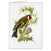 Goldfinch (Front)