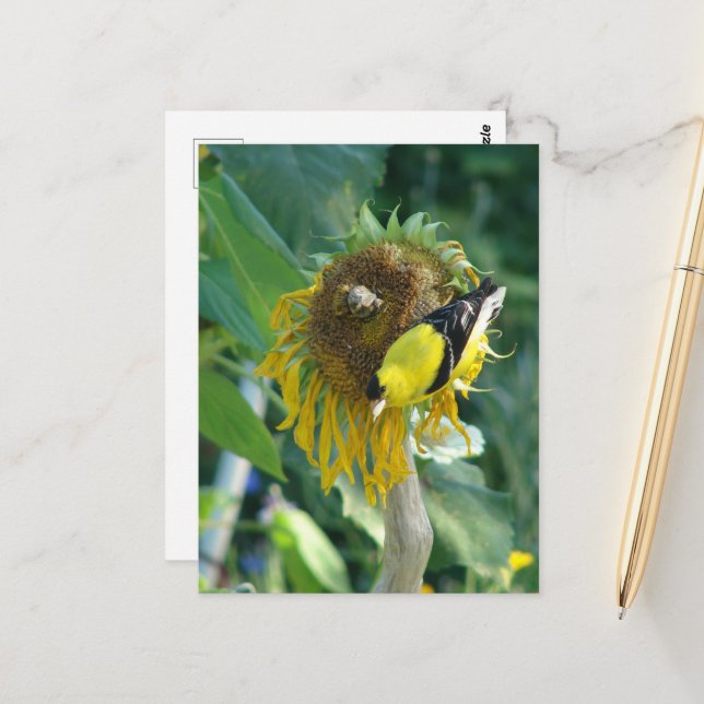 Goldfinch and a Sunflower Postcard (Front/Back In Situ)