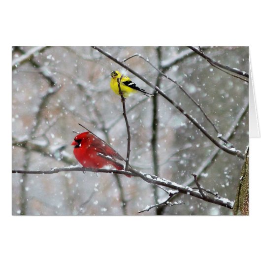 Goldfinch And Cardinal (Front Horizontal)