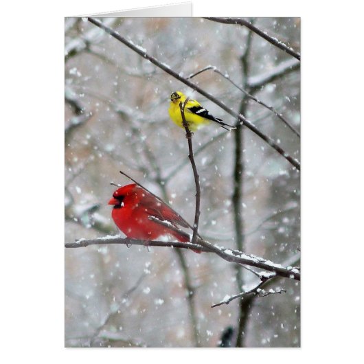 Goldfinch And Cardinal Cards (Front)