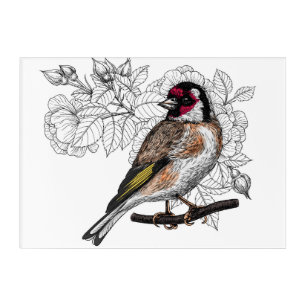 Goldfinch and roses acrylic print