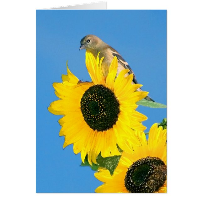 Goldfinch And Sunflower Cards (Front)