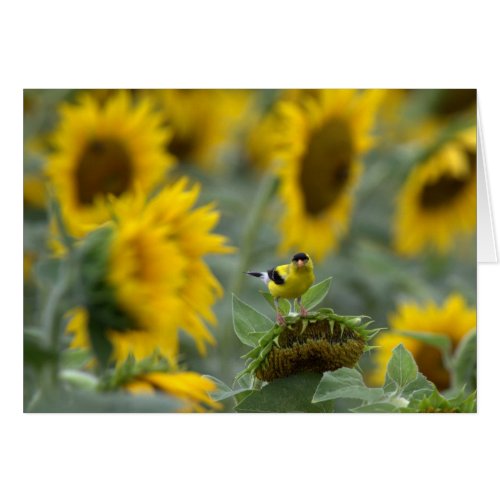 Goldfinch and Sunflowers _ Blank Card