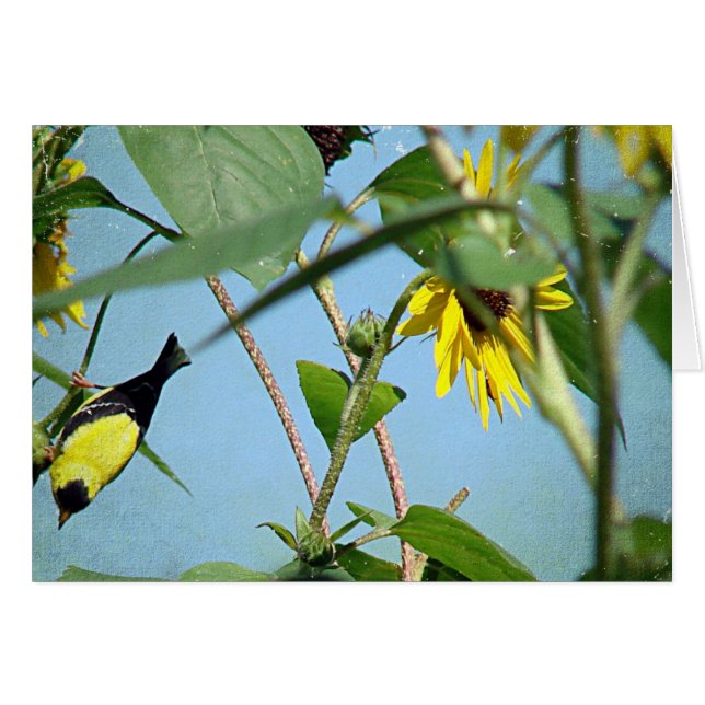 Goldfinch and Sunflowers Cards (Front Horizontal)