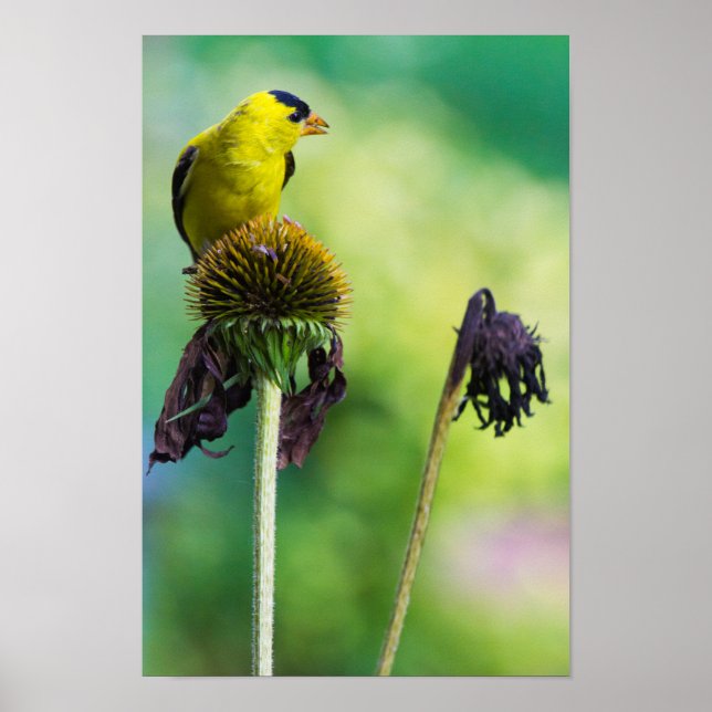 Goldfinch Atop of Cone Flower Poster (Front)