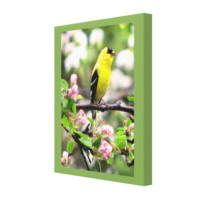 Goldfinch Bird and Pink Flowers Canvas Print