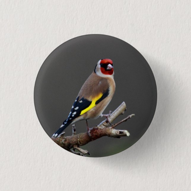 Goldfinch bird button (Front)