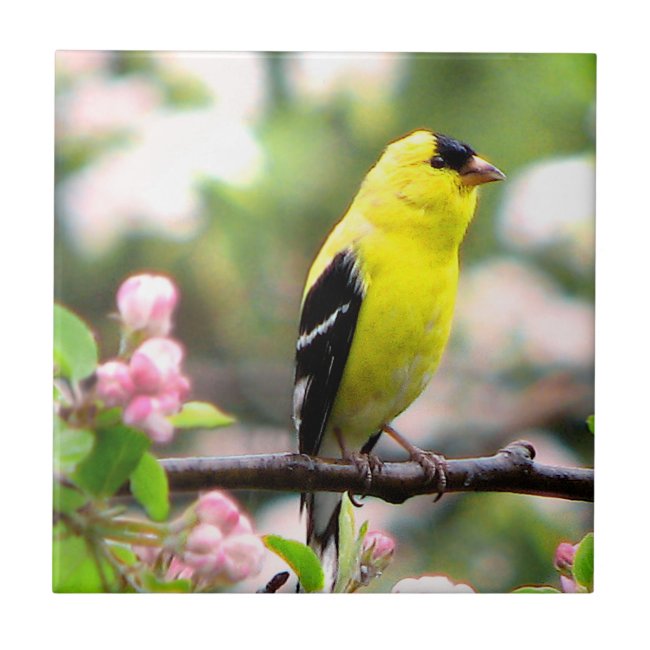Goldfinch Bird with Pink Flowers Ceramic Tile