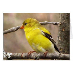 Goldfinch Blank Card