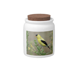 Goldfinch Candy Jar