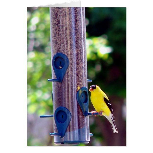 Goldfinch Cards (Front)