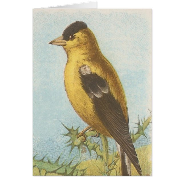Goldfinch Cards (Front)