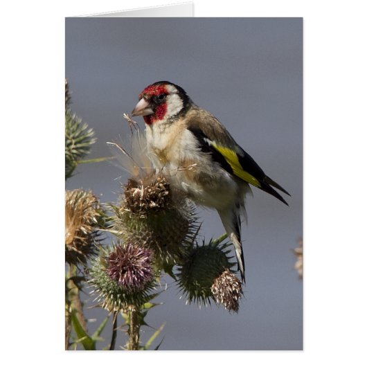 Goldfinch Cards (Front)