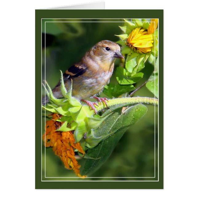 Goldfinch Cards (Front)