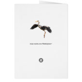 Goldfinch Cards (Back)