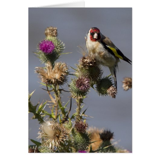 Goldfinch Cards (Front)