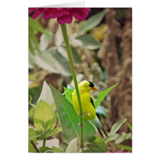 Goldfinch Cards (Front)