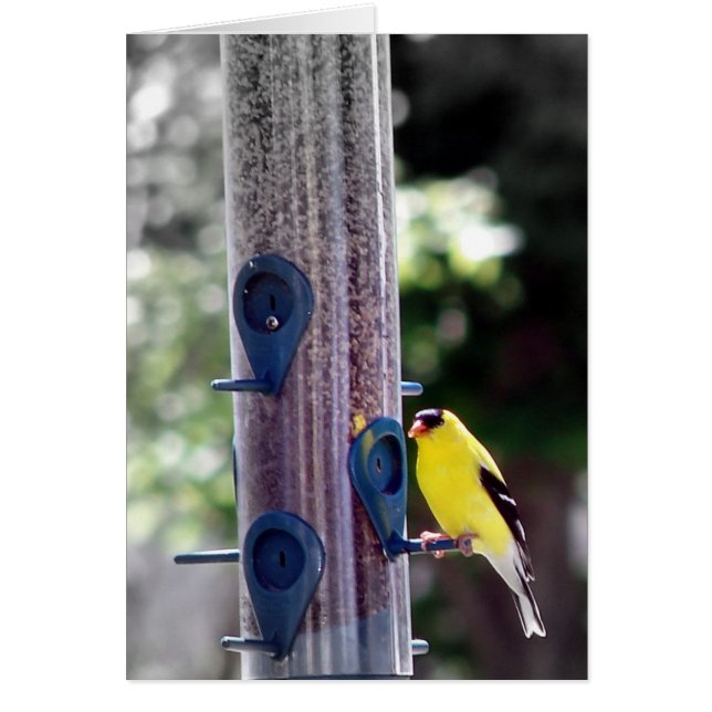 Goldfinch Cards (Front)