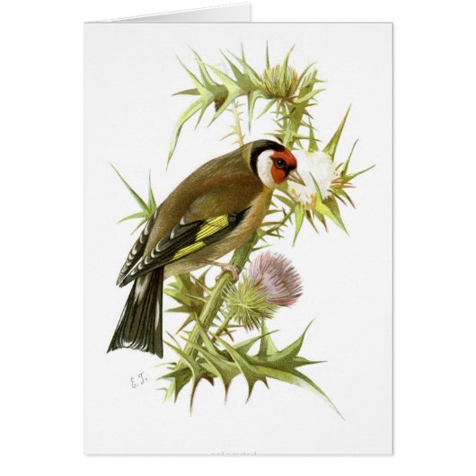 Goldfinch Cards (Front)