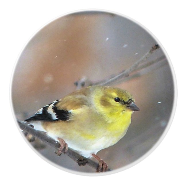 Goldfinch Ceramic Knob (Front)