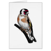 Goldfinch drawing (Front)