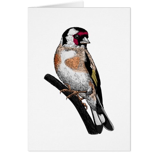 Goldfinch drawing cards (Front)