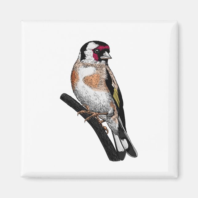 Goldfinch drawing magnet (Front)