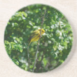 Goldfinch Drink Coaster
