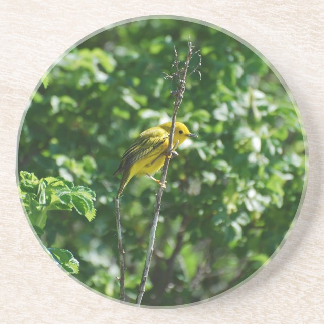 Goldfinch Drink Coaster (Front)