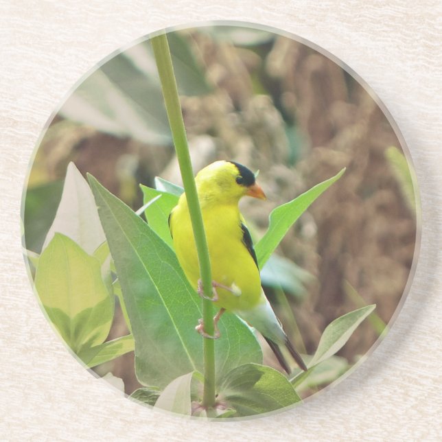 Goldfinch Drink Coaster (Front)