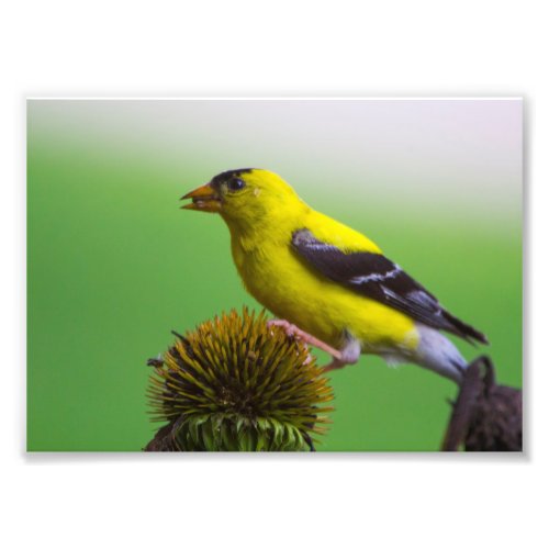 Goldfinch eating coneflower seeds photo print