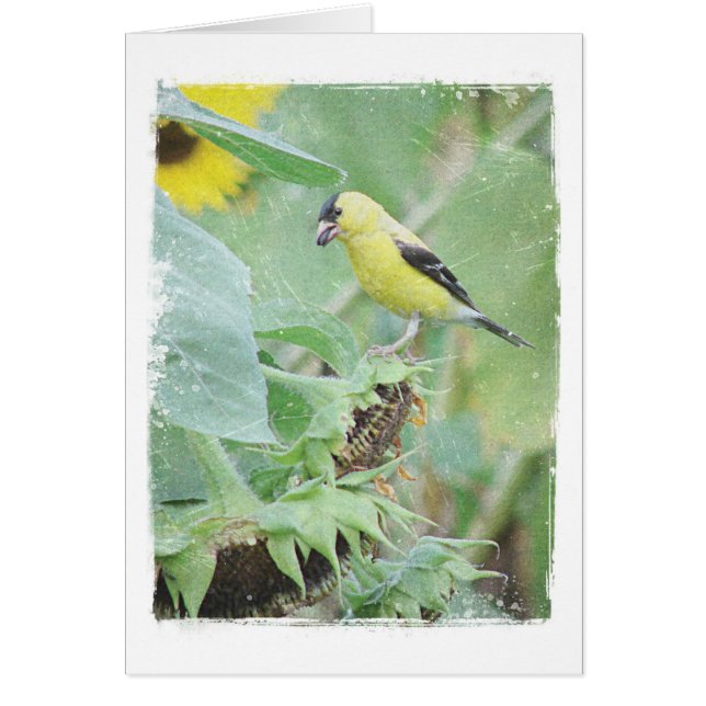 Goldfinch Grunge All Occasions Cards (Front)